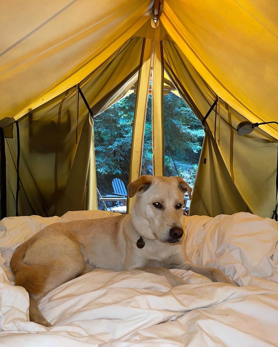 Gabrielle Grace Epsteinさんのインスタグラム写真 - (Gabrielle Grace EpsteinInstagram)「camera roll dump from the weekend🏕 (my fav is the the video of River seeing seals for the first time lol)」8月17日 4時17分 - gabbyepstein