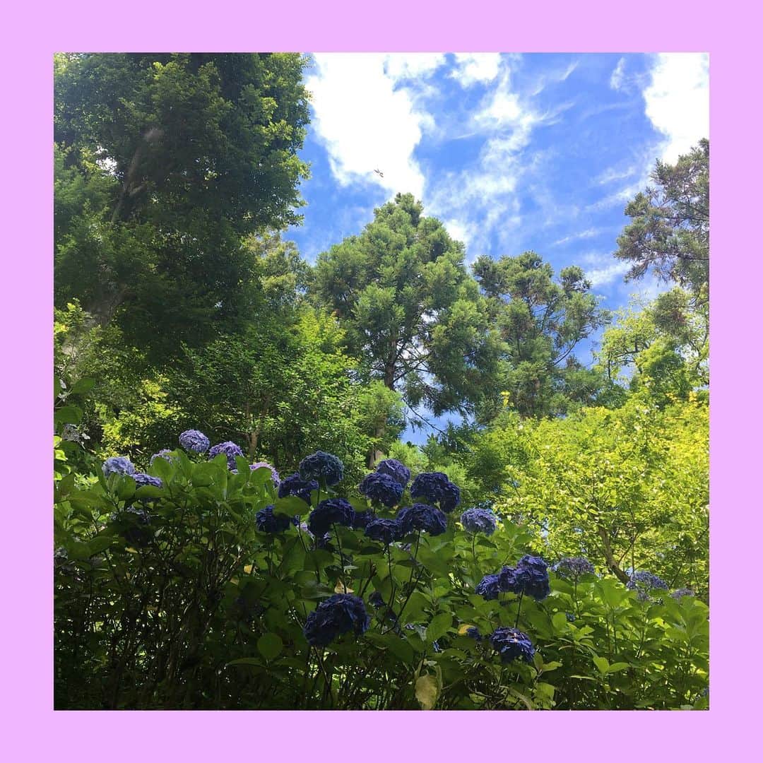 千眼美子さんのインスタグラム写真 - (千眼美子Instagram)「. あげ忘れていた紫陽花たち。 また来年みられますように。と、 インスタ更新もっとがんばります。 #紫陽花 #あじさい #花」8月17日 17時47分 - yoshiko_sengen