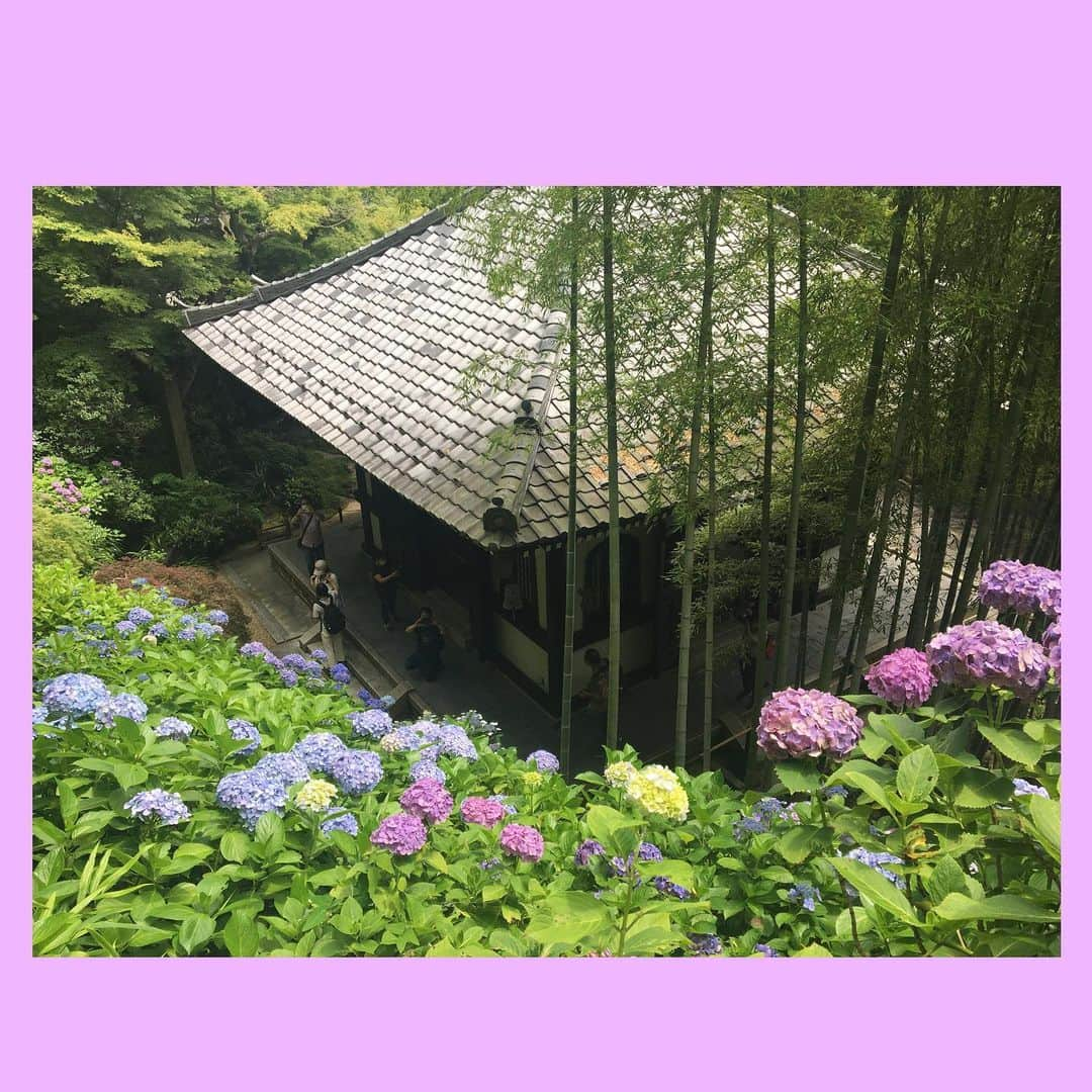 千眼美子さんのインスタグラム写真 - (千眼美子Instagram)「. あげ忘れていた紫陽花たち。 また来年みられますように。と、 インスタ更新もっとがんばります。 #紫陽花 #あじさい #花」8月17日 17時47分 - yoshiko_sengen