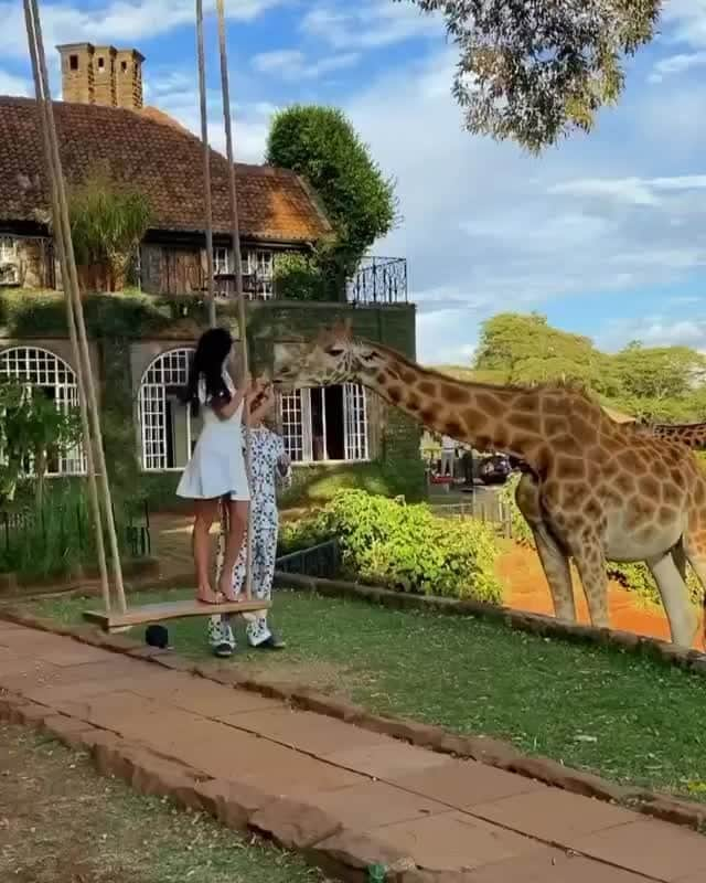 Crazy Roomsのインスタグラム：「Bucket list moment at Giraffe Manor in Nairobi, Kenya 🇰🇪 Have you ever been this close to a giraffe in person before? 🦒  Video by @venelin_k」