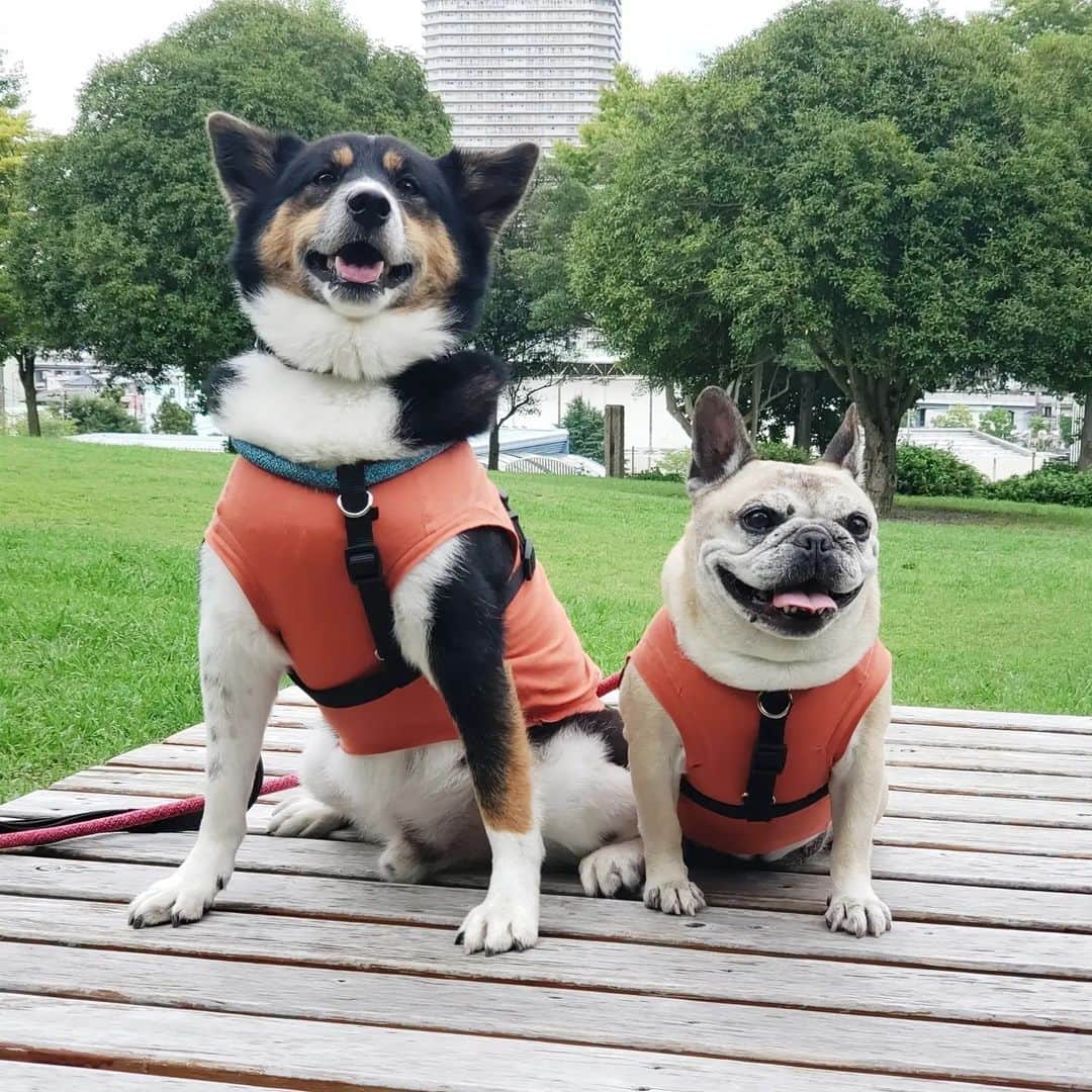 のインスタグラム：「* #マッシュとレノン *  昨日、雨が上がってるうちにストレス発散してきたよ。 人がほとんどいなくて、涼しくて最高だったよ。  お散歩も好きだけど、 それ以上に車に乗るのが好きな子🐺  運動して、 ご飯もいつもより美味しかったんじゃないかな🍚 (いや、食欲は毎日変わらずあるよ😋) @one.wan.delica  * #犬との暮らし#いぬのきもち #フレンチブルドッグ#雑種犬 #多頭飼い#元保護犬#里親 #犬バカ部#犬のいる暮らし #保護犬を家族に#お散歩#公園」