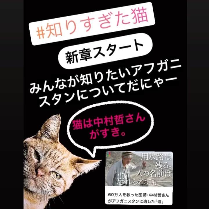 のインスタグラム：「✩ ⋆ ✩ ⋆ ✩ ⋆ ✩ Hi,there👋💕ストーリーズ更新したよ 今日はアフガニスタンについて  #知りすぎた猫 にお話をきいたよ🐱  『そんな事よりコロナだー！』とか いう人もいると思うのね？ でも、全部の構図はつながってるのよ？  ╱ 利権、そしてお金。 ステークホルダーが政治を動かし 理不尽なるシワ寄せが来て泣くのは いつも弱い立場の、特に子どもだ  ╲  もうここ終わらせるために どんな思惑があるのか 踏み込んで理解していきたいなと🌈   それが、未来へつながる掛け橋だよ  みんなが中村哲さんにはなれないかもしれない。でも信念があれば、加担の構図は止められるから。  少なくとも『我よし』の精神からは 少しずつ抜けられるから。  ╱ 未来の痛みを減らすために 大局を知り、細部を想像し 自分のできることで世の中をちいさく動かす 🐝⋆︎*ﾟ∗🍯  ╲  そんなひとしずく💧のアクションが できるかもしれないよね🕊 まずは知ることから。 バタフライエフェクトを信じてみよう🦋」