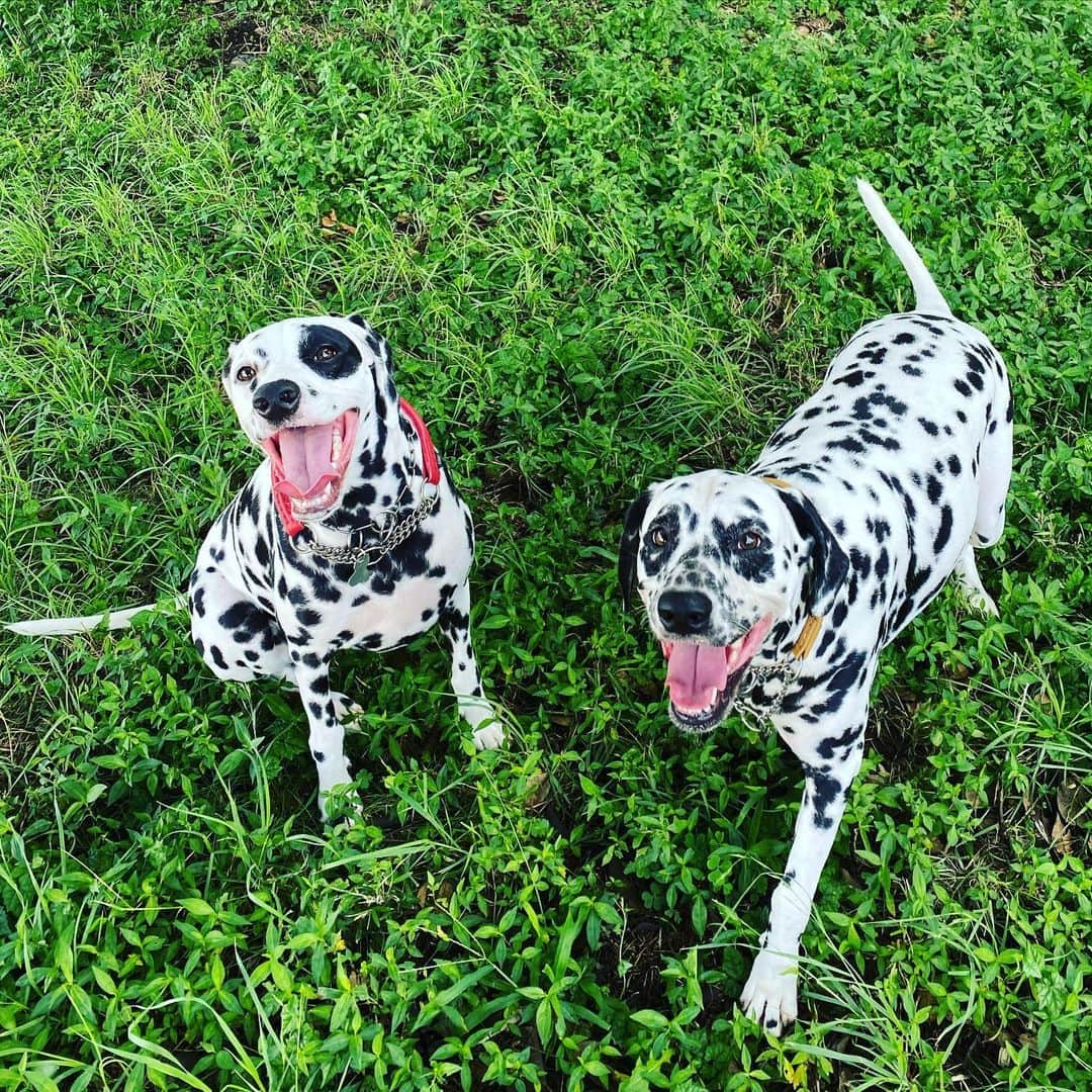 高岡早紀 さんのインスタグラム写真 - (高岡早紀 Instagram)「おはよう。 東京はやっと晴れて、犬たちも大きな口開けて笑ってる〜 皆さまも、引き続きご自愛くださいね。」8月18日 10時43分 - saki_takaoka