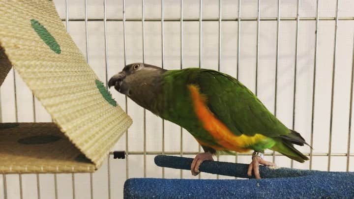 渕上舞のインスタグラム：「(Instagramに)初めての動画投稿🦜  #渕上ひまわり #セネガルパロット #ネズミガシラハネナガインコ」