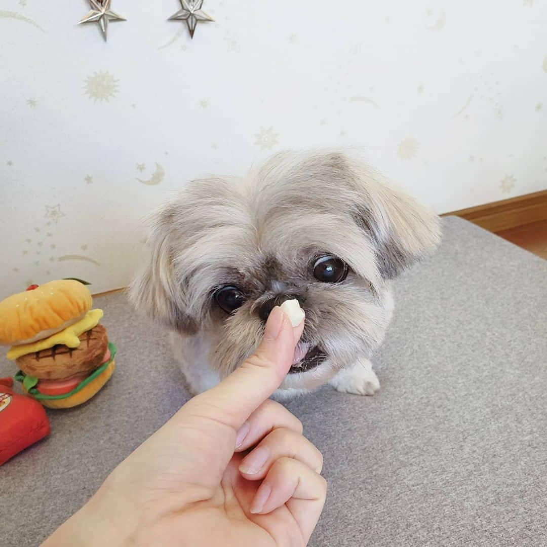 もえむさんのインスタグラム写真 - (もえむInstagram)「8月のdoggyboxはハンバーガーショップだよ🍔🍟 早速フリーズドライポテトを味見したもんちゃん。相当気に入った様子！ちょっと体重増えたので少しずつね🥺  #ハンバーガーはアゴ置きではありません #最後はかっこいい目線頂きました #DoggyBox  #ドギボ  #pr」8月18日 11時51分 - moem_n