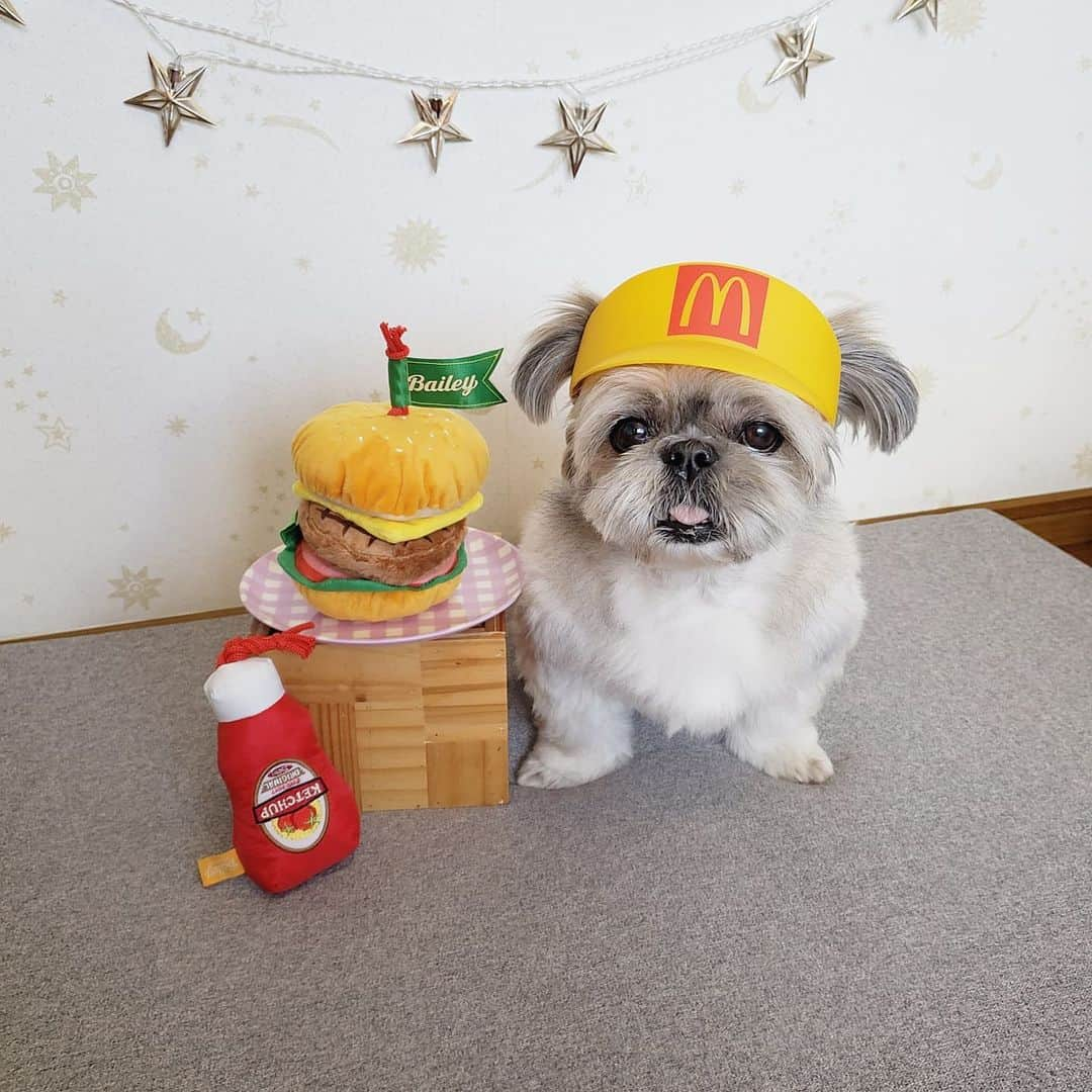 もえむのインスタグラム：「8月のdoggyboxはハンバーガーショップだよ🍔🍟 早速フリーズドライポテトを味見したもんちゃん。相当気に入った様子！ちょっと体重増えたので少しずつね🥺  #ハンバーガーはアゴ置きではありません #最後はかっこいい目線頂きました #DoggyBox  #ドギボ  #pr」