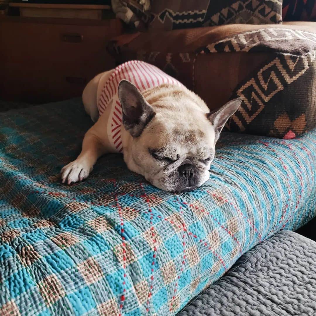 のインスタグラム：「* #マッシュとレノン *  おやすみ～～🌙  * #犬との暮らし#いぬのきもち #フレンチブルドッグ#雑種犬 #多頭飼い#元保護犬#里親 #犬バカ部#犬のいる暮らし #保護犬を家族に」