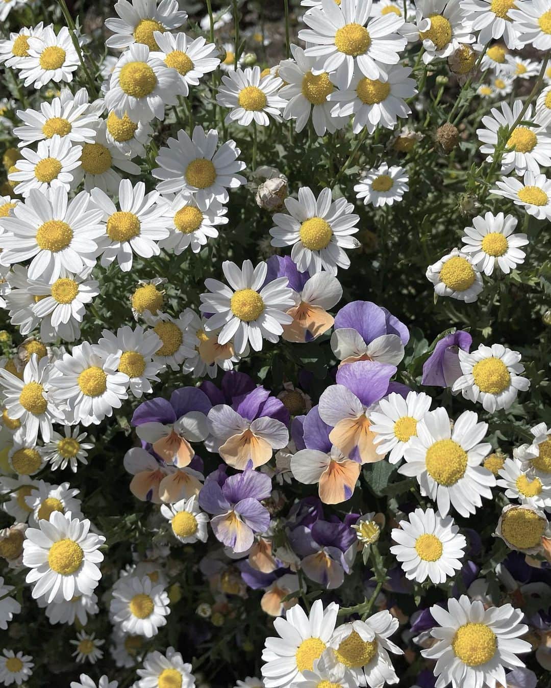 大野いとのインスタグラム：「いつの日かのお花。綺麗〜☺️ #ほっこり」