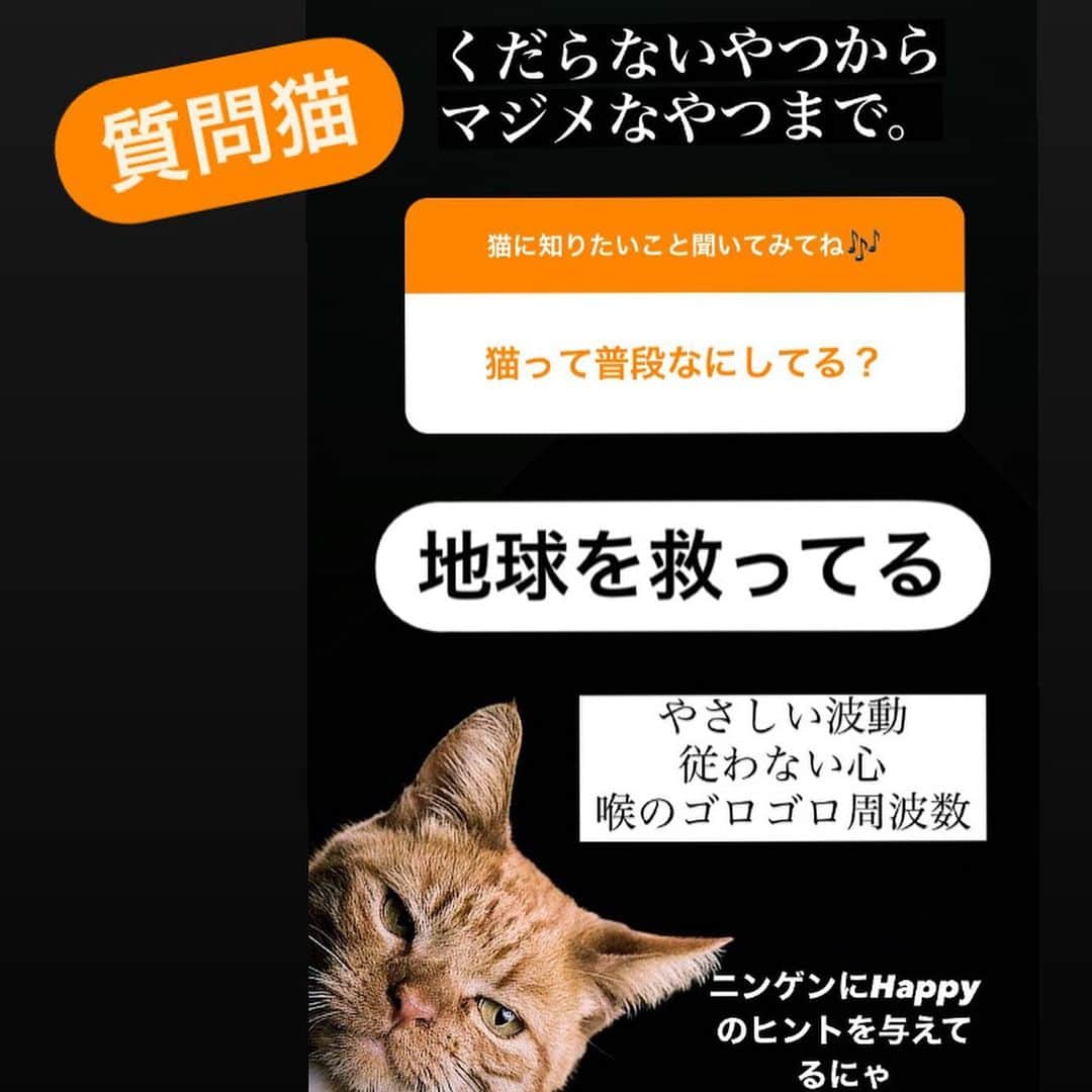 のインスタグラム：「【質問猫】第2弾やりました🥳  ここには載せきれなかったけど 面白い質問がたくさん来て、 なんかすばらしいね👋💕  ストーリーズの  #知りすぎた猫 に 難問からの珍回答あげてます🤲 ご笑納くださいませ🙇‍♀️  私が、じゃなかった、猫が ぜんぶ答えちゃったけど みんなも自分なりのアンサー 考えてみてね👻👻  分かったことは、みんなけっこう 目に見えない世界に関心あるんだにゃあ 私も好きだから楽しかった♥️  ちなみに質問にも書いたけど 【宗教の人ではありません】 勧誘とかもないのでご安心ください🎶」