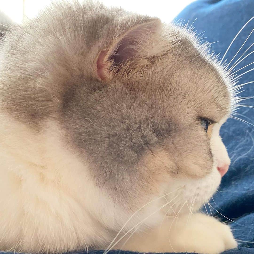 *eri*のインスタグラム：「┈ ☺︎ ⁡ こんばんは⋆｡˚✩ ⁡ ⁡ 眠いww😪 ⁡ ⁡ 2021.8.18 #猫 #ねこ #スコティッシュフォールド #ネコ #ねこ部 #にゃんこ #スコティッシュ#ニャンコ#ペット#スコ#猫部#cat #Scottishfold#横顔」