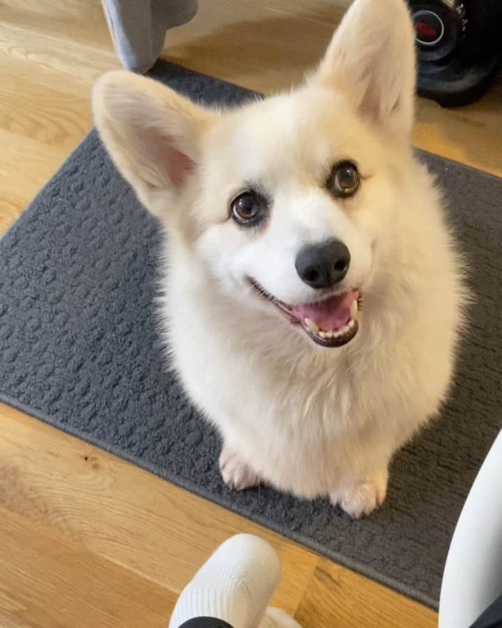 Winston the White Corgiのインスタグラム：「I know you’re in a very important meeting but I need you to play with me right now. Super urgent.」