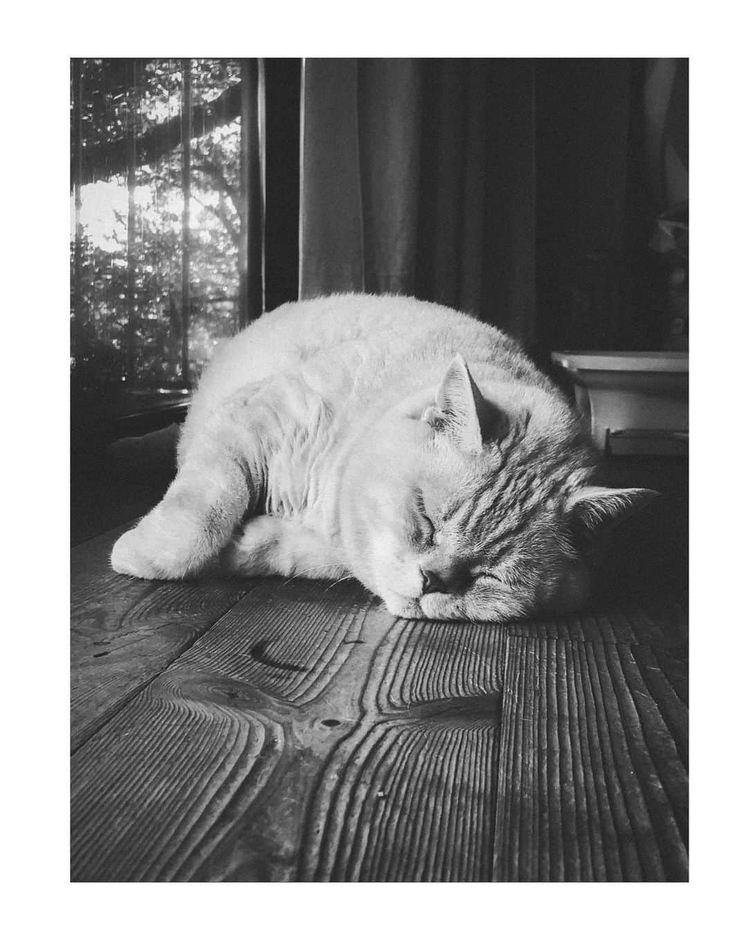 吉岡里帆さんのインスタグラム写真 - (吉岡里帆Instagram)「今年もお盆の実家に帰れず…  我慢だねぇ。  それにしても良い寝顔。  #夏」8月19日 17時24分 - riho_yoshioka
