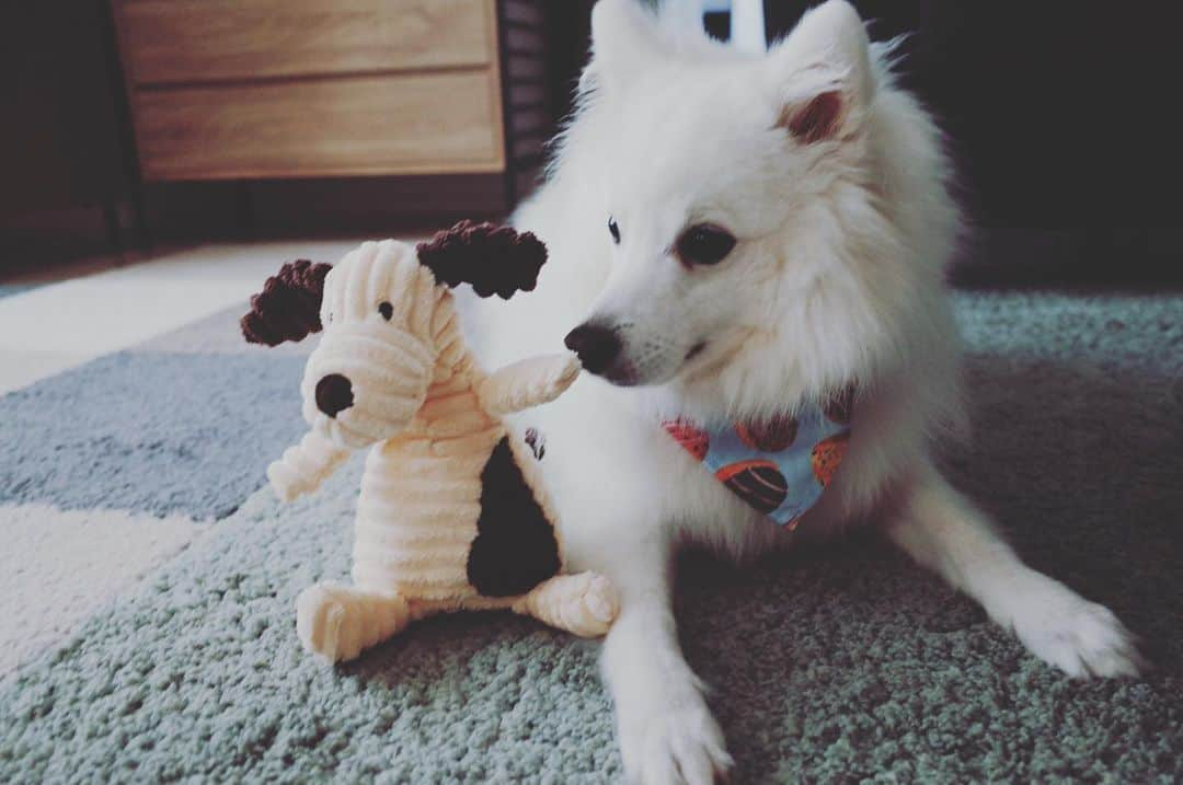 井上貴美さんのインスタグラム写真 - (井上貴美Instagram)「🤍🤍🤍 Many thanks🐻‍❄️🤍  @pawbless_ambassadors  @pawbless   #japanesespitz  #日本スピッツ  #🍩 #pawblessambassador  #pawbless」8月19日 9時24分 - takami__213