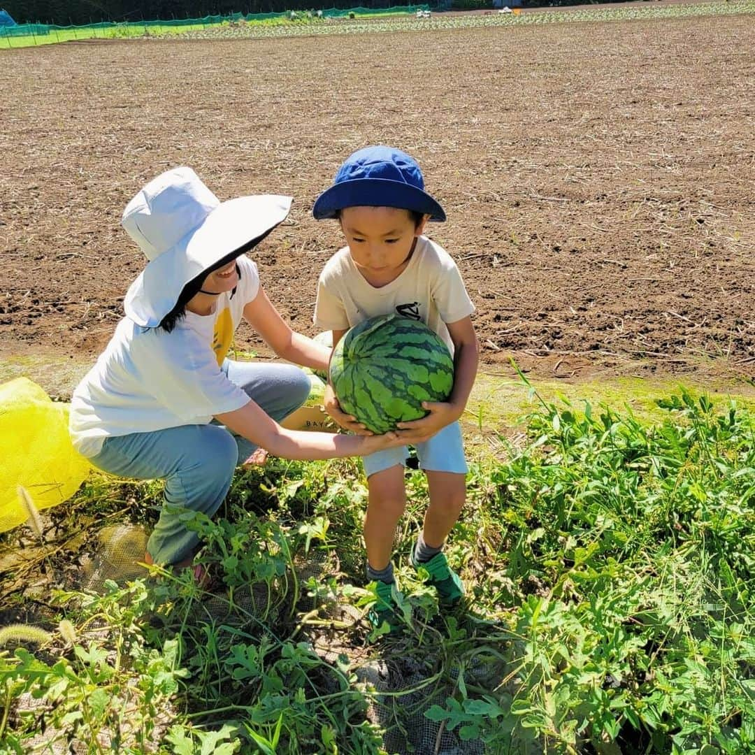 本仮屋リイナさんのインスタグラム写真 - (本仮屋リイナInstagram)「スイカ収穫～🍉🍉 母の畑のスイカ、甘いといいなぁ😋 大きく育ったのがごろごろ✨✨ 雨が続いたからか、熟すまでもう少しかかりそうなものも🐌 冷やすぞ～🍉🎐🍧  #スイカどっしリイナ #ピーマンも採リイナ #家庭菜園 #無農薬 #夏 #スイカ #ピーマン #収穫  #畑 #土 #サステナブル #麻 #オーガニックコットン #sdgs #instagood #instadaily #ecofriendly」8月19日 11時37分 - riina_motokariya