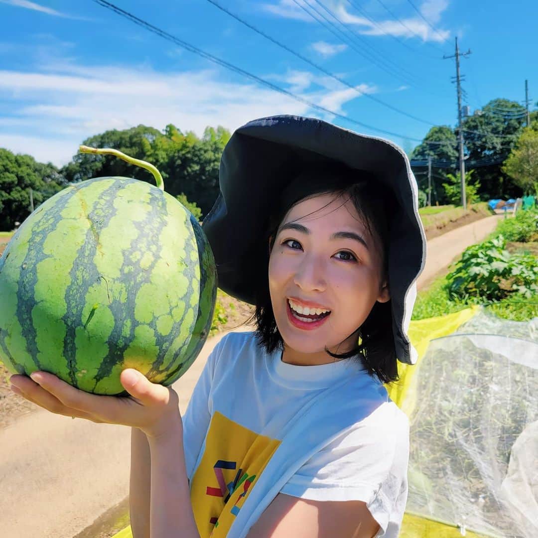 のインスタグラム：「スイカ収穫～🍉🍉 母の畑のスイカ、甘いといいなぁ😋 大きく育ったのがごろごろ✨✨ 雨が続いたからか、熟すまでもう少しかかりそうなものも🐌 冷やすぞ～🍉🎐🍧  #スイカどっしリイナ #ピーマンも採リイナ #家庭菜園 #無農薬 #夏 #スイカ #ピーマン #収穫  #畑 #土 #サステナブル #麻 #オーガニックコットン #sdgs #instagood #instadaily #ecofriendly」