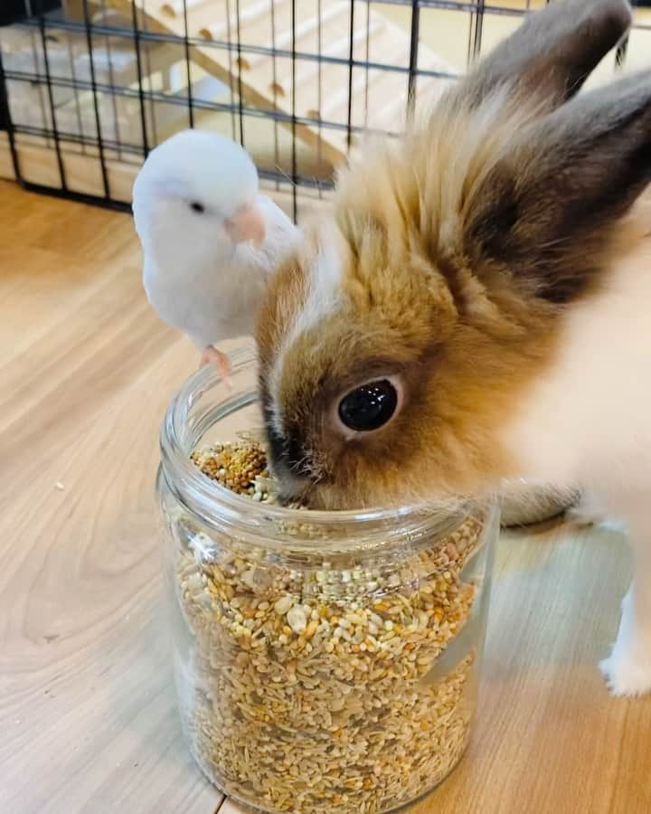 TONEAYUのインスタグラム：「さっきのかわいい2人🤣🐦🦁❣️ ⁡ 餌の補充したら、争い始まって草www ⁡ 勝敗の行方は...？！😎 ⁡ 🌼✨🌻✨🌼✨🌻✨🌼✨🌻 ⁡ 💛TEPOKIアカウント🐦🦁💛 ⁡@tepo_poki ⁡ 🌼✨🌻✨🌼✨🌻✨🌼✨🌻 ⁡ #うさぎとインコ #テポちゃん #インコ #マメルリハ #マメルリハインコ #インコのいる生活 #鳥好きさんと繋がりたい  #cute #love #pet #pets #instaanimal #animals #birdmovie #animalmovie #instamovie #bird #ポキライアン #うさぎ #うさぎのいる生活 #うさぎ好きさんと繋がりたい #bunny #rabbit」