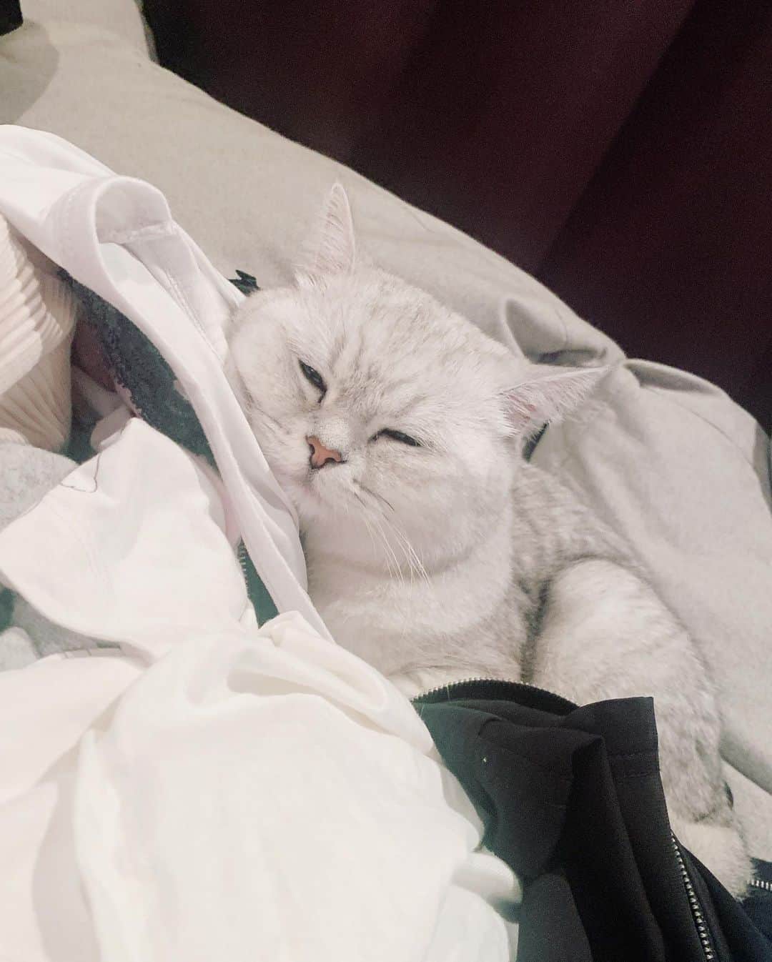 あやみ旬果さんのインスタグラム写真 - (あやみ旬果Instagram)「何故洗濯物の上に乗るのだかわいい。 理由なくかわいい。  #ラテ様」8月20日 2時35分 - ayami_syunnka0815