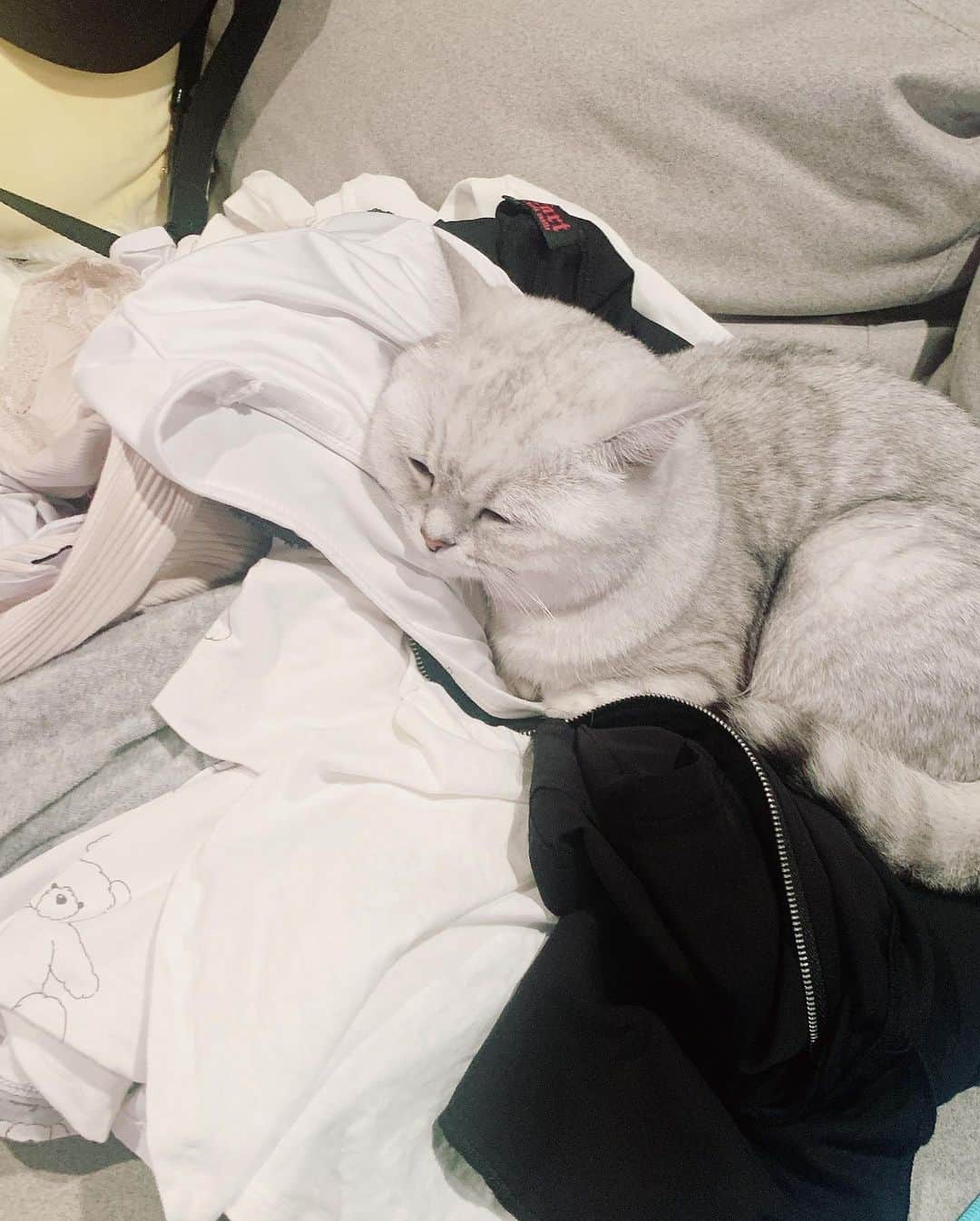 あやみ旬果さんのインスタグラム写真 - (あやみ旬果Instagram)「何故洗濯物の上に乗るのだかわいい。 理由なくかわいい。  #ラテ様」8月20日 2時35分 - ayami_syunnka0815