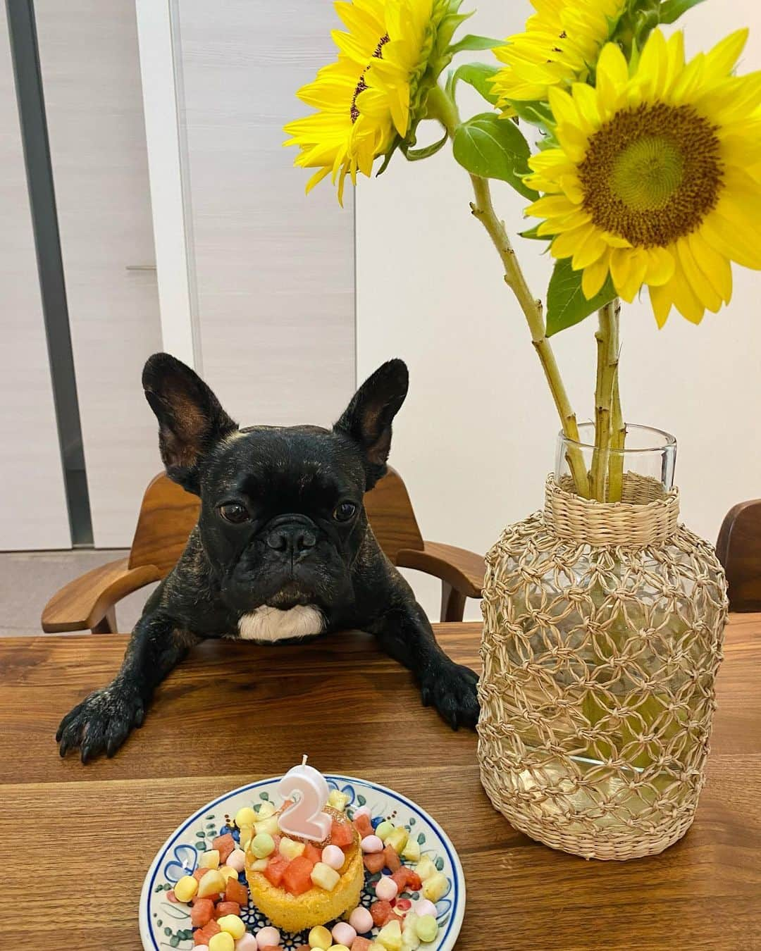 村西利恵のインスタグラム：「✔︎ 娘リオンが2歳になりました🎂 ⁡ (いつもインスタで温かいコメントありがとうございます😊🙏) ⁡ リオンは毎日たくさんのお友達とすごい距離を走り回り、 ⁡ 大好きな子とはハッスルするので小さい傷やカサブタは日常茶飯事ですが ⁡ 特に大きな病気もなく、筋肉隆々のスレンダー女子に仕上がっております。 ⁡ 母の願いは一つ。 ⁡ 元気で長生きしてね。 ⁡ ⁡ それから、今月もラジオ大阪「カンテら！」の放送があります📻❣️ ⁡ 藤本アナの「青春ソング」のテーマは『夏休み』 ⁡ 私のコーナー「大丈夫、大丈夫！知らんけど」では ⁡ こんなことあってんけど大丈夫かな？！という ⁡ 「あなたの周りの夏の事件簿2021」を募集しています🙌 ⁡ 怪談話系でも ひと夏の恋愛系でも なんでもOKですよ〜ん🙆‍♀️ ⁡ 来週、8/23(月)までにメールで送ってください📩 ⁡ kantera@obc1314.co.jp ⁡ お待ちしています❤️ ⁡ ⁡ #リオンの成長 #フレンチブルドッグのいる生活 #フレブル好きと繋がりたい  #動画は最近の日課 #お腹をくすぐると喜ぶ  #なるべくくすぐったそうな言葉を言いながらくすぐる #この日はティーヤ #なぜティーヤ #謎の言葉 #最後の顔がツボ #ヤギミルクケーキでお祝いしました #2歳も楽しく過ごそうね #ラジオ大阪 #カンテら！ #お便り募集中です」