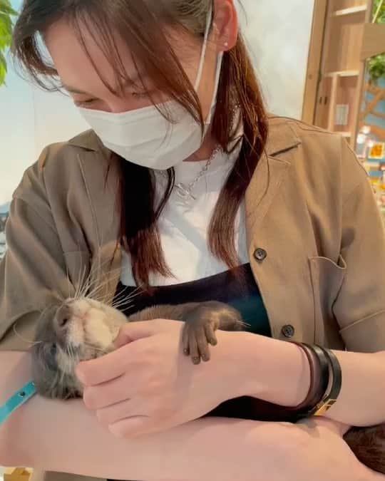 大政絢のインスタグラム：「今日は @doubutsupeace   いつかのスタジオに遊びにきたカワウソちゃん😂✨  甘えん坊で可愛すぎでした🥺  わたしは小学生の頃カワウソが大好きすぎてファイルと下敷きがカワウソでした✨  今日もどうぶつピースよろしくお願いします✌️  #どうぶつピース　#カワウソ」