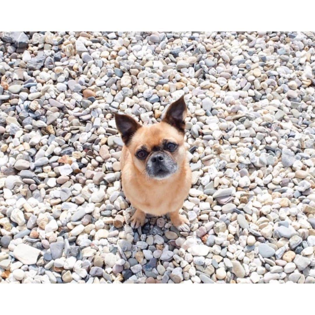 palomaparrotさんのインスタグラム写真 - (palomaparrotInstagram)「Last week we had to say Goodbye to our beloved dog Tuna. It was the hardest thing I have ever done. Words can’t describe how heartbroken I am. After 14 years with us she was just very tired. Thank you for being by my side for so long❤️we love you.」8月19日 20時42分 - palomaparrot