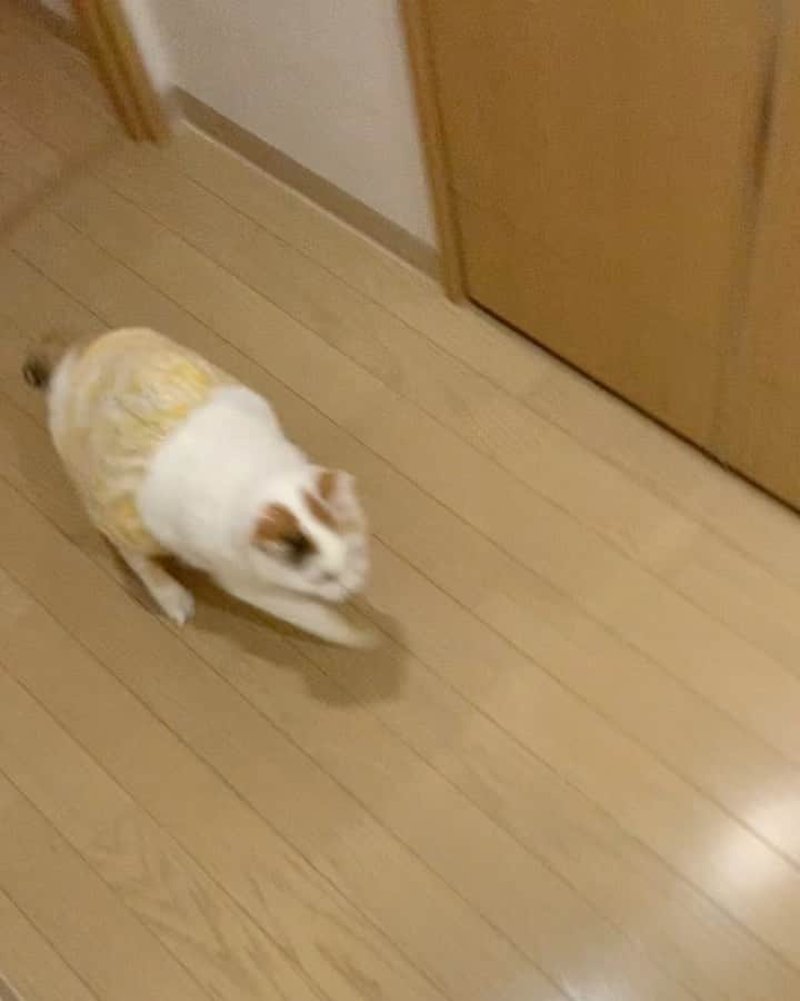 マルのインスタグラム