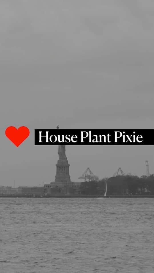 barneysnyofficialのインスタグラム：「@susannezirkiev, founder of @getplntd began collecting houseplants to bring the outdoors into their home. They now help people create spaces that are authentic to themselves. #Barneys❤️sNewYork」
