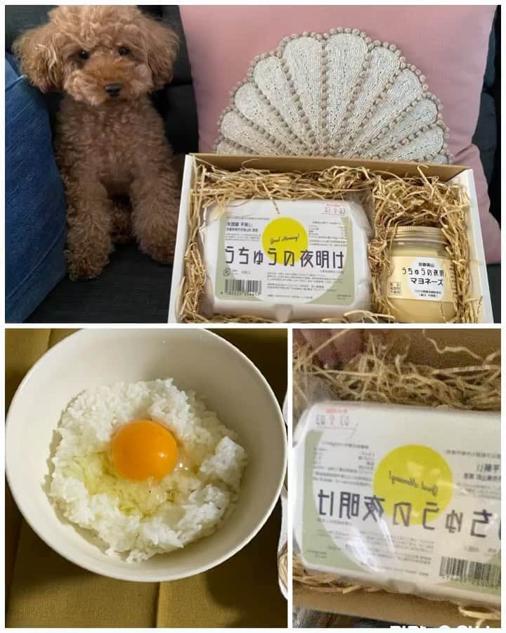 岡田祐佳のインスタグラム：「うちゅうの夜明け卵＆マヨネーズ  めっちゃ美味しいから食べてみ！ て、悪友ＮＧ..親友の浩太郎から届いた。  卵かけご飯で食べて！て、連絡来たから 米を買いにスーパーまで 嘘。コンビニでレンチンご飯を買いました。  結実は仕事なので一人で食べました。 ほんとシンプルに卵かけご飯🍚  うん😍  美味しい❤  この卵を使って作られたマヨネーズが さらに美味しいらしいが、 まだ食べてない。  食べるのが楽しい🎶   #宇宙の夜明け  #宇宙の夜明けたまご  #宇宙の夜明けマヨネーズ  #卵かけご飯  #美山  #美山の自然  #体に良い  #おいしい湧き水   #ストレスのない #良い環境の鶏舎  #美味しい卵」