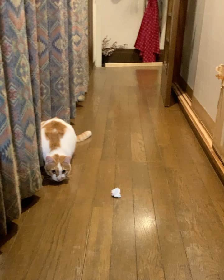 のインスタグラム：「ナイス！  #うちの猫ら #oinari #猫 #ねこ #cat #ネコ #catstagram #ネコ部 http://kachimo.exblog.jp」