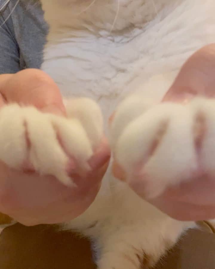 にゃんすくんのインスタグラム：「良い子なんですぅ。←  #猫の爪切り   #cat #猫 #動物 #happy #funny #american #アメショ #ピクネコ #ペコねこ部 #catlover #instacat #ニャンスタ #にゃんすたぐらむ #pet #animal #面白い #癒し #猫部」