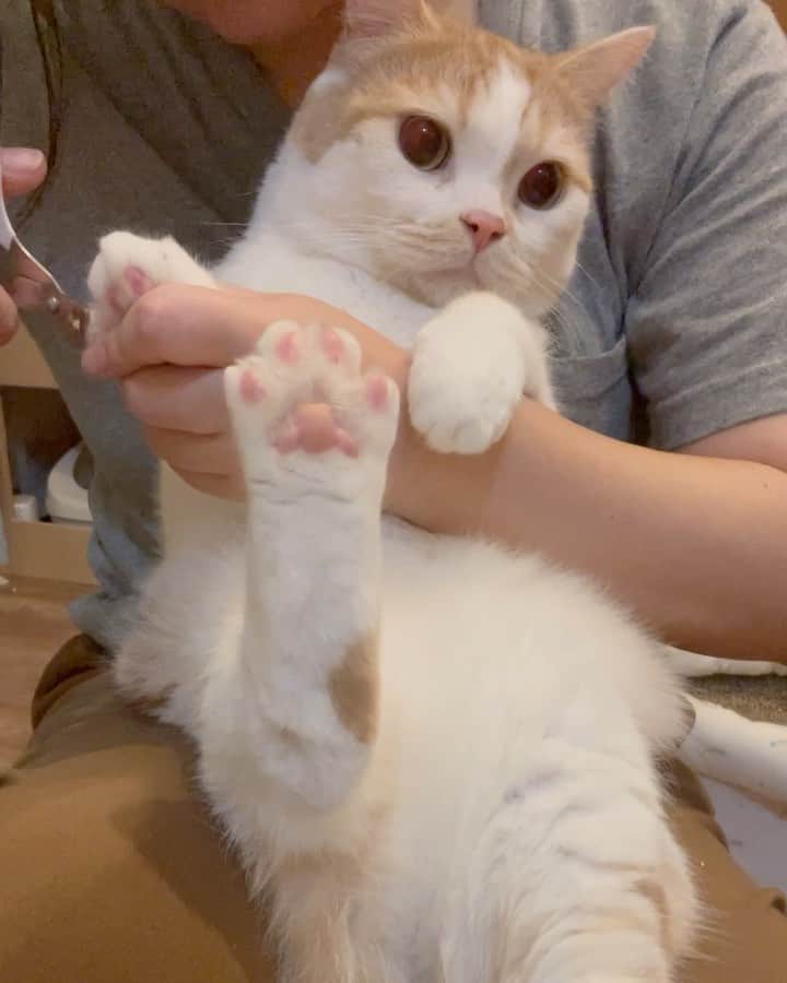 にゃんすくんのインスタグラム：「大人しいっしょ🤗  ケツがずり落ちてって、 あんよが❤️  昔は毛布包んで大変だったけど、 成長しました。  #猫の爪切り  #cat #猫 #動物 #happy #funny #american #アメショ #ピクネコ #ペコねこ部 #catlover #instacat #ニャンスタ #にゃんすたぐらむ #pet #animal #面白い #癒し #猫部」