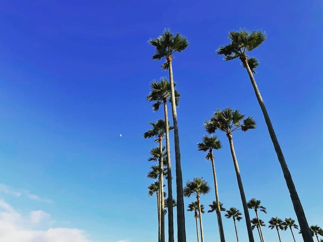 片山萌美のインスタグラム：「🌛🌴🌴🌴  #定期的nature #japan」