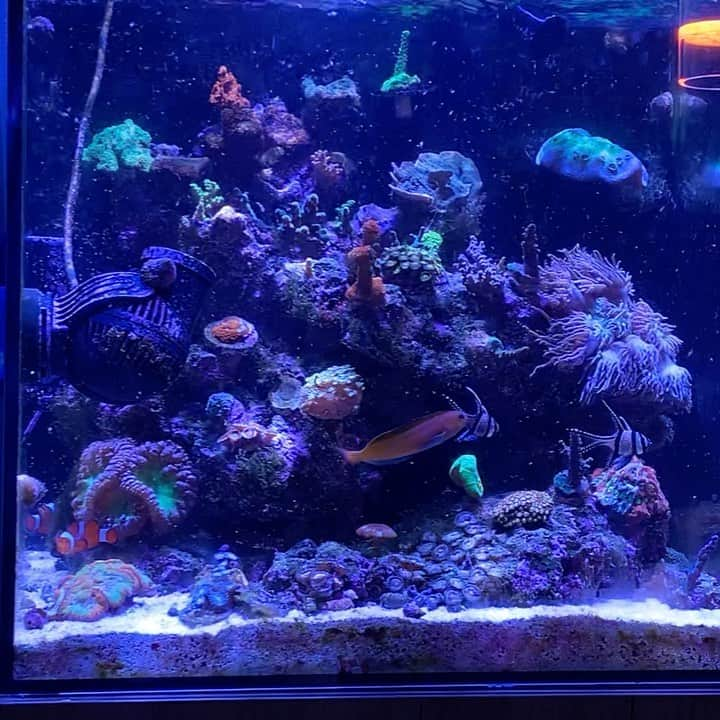 キーファー・ハベルのインスタグラム：「Nitrates at 20ppm after vacation.  Growing a little algae on the rocks but otherwise no overt signs of stress- reduce feedings, filtersocks refreshed, changed carbon media, water change, and an extra big doses of reef bio filter and microbacter7.  Along with some manual detritus removal and picking algae. I'll check back to see how low it goes after 48 hours  #reefingreality」