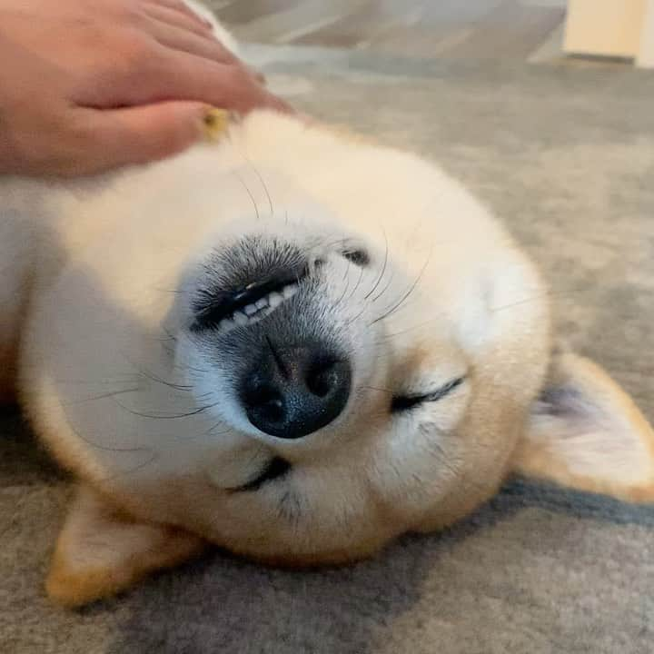 shibainu berryのインスタグラム