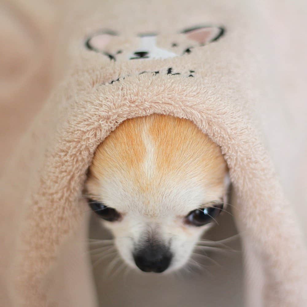 まち(Machi)さんのインスタグラム写真 - (まち(Machi)Instagram)「. @urbandogtokyo さんより、ネーム刺繍入りのタオルを頂きました😊 ラッピングの箱もランチボックス風でとっても可愛く、贈り物にも最適だなと思います✨ タオルは程よく厚みがあり、何よりふわふわ！（本当に気持ちいい！） 素敵なタオルをありがとうございました❤️ #urbandogtokyo . #chihuahua #chihuahuas #dog #instadog  #weeklyfluff #doglover #chihuahualove #ふわもこ部 #choco #azuki #omochi #チワワ #ちわわ #犬 #スムチー #ロンチー #ちわすたぐらむ #いぬすたぐらむ #ちわわ部 #pr」9月15日 12時23分 - machi5536