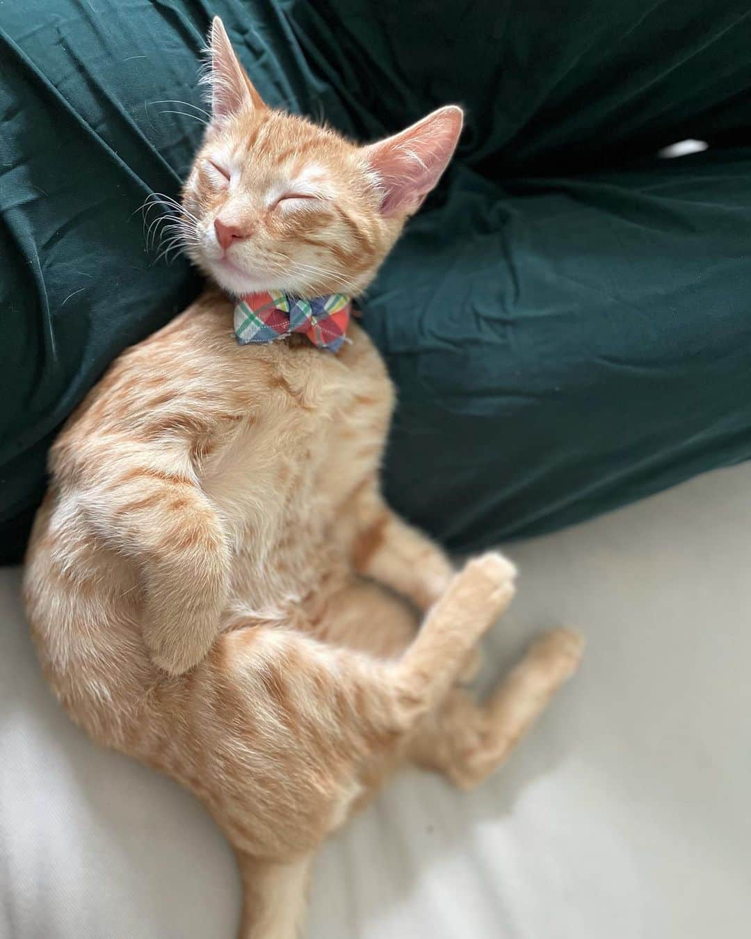 コビー・スマルダーズのインスタグラム：「A bow tie. Cause he’s a Mr.  If you are a California resident, Neville would like to remind you to go out and Vote on the California Recall by voting in person or by dropping your ballot TODAY!! #voteNOonrecall」