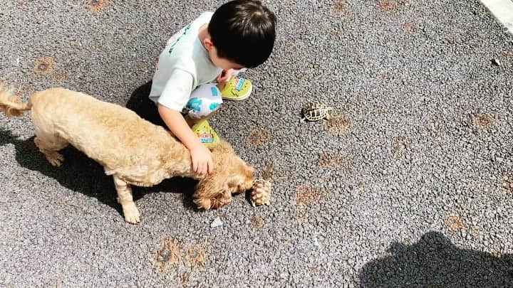のインスタグラム：「朝の家前散歩…👦👧🐶🐢🐢☀️  #dtのオフ」