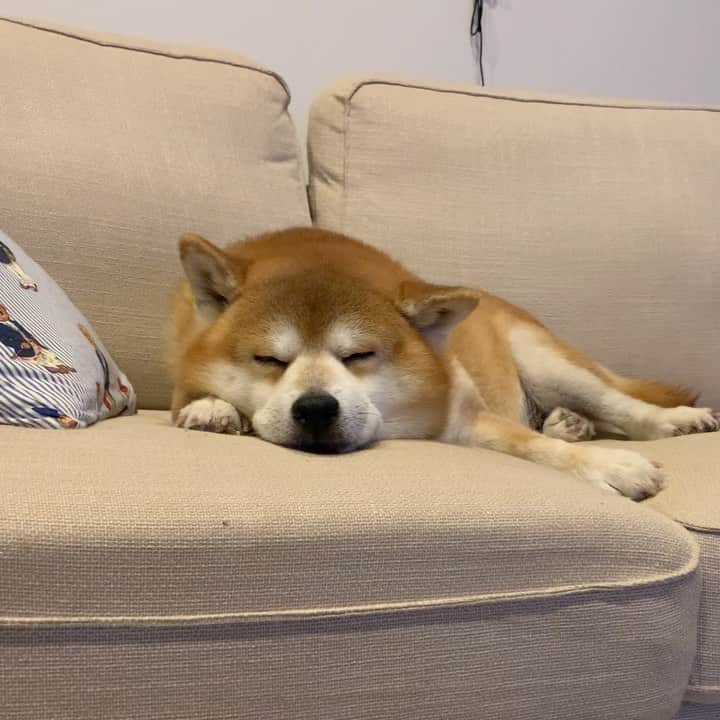 shibainu berryのインスタグラム