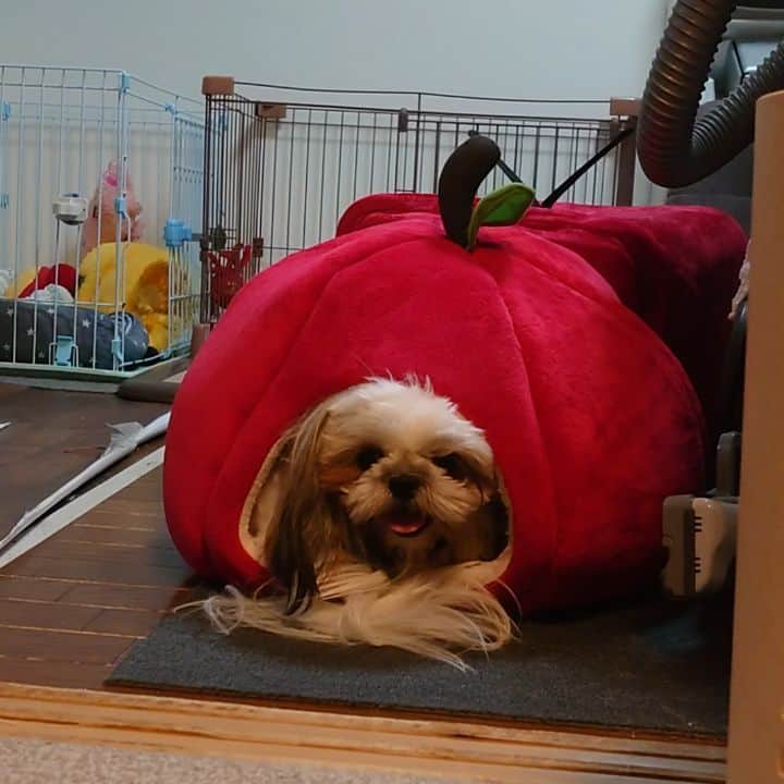 Kukkaのインスタグラム：「ホアちゃんどーこだ？」