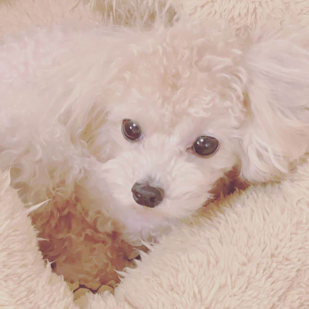 るぅとさんのインスタグラム写真 - (るぅとInstagram)「今日でみるくん2歳の誕生日！🐶🐹✨ お誕生日おめでとう🐶( '-' 🐶 )みるくん  ちょっと今日はバタバタしちゃっててしっかりお祝い出来ないけど、いっぱい遊んでいっぱいおやつあげた💛 #かわいい #みるくん #かわいい #みるくん #今までのみるくんのお写真 #写真集作りたい」9月15日 18時42分 - root_nico