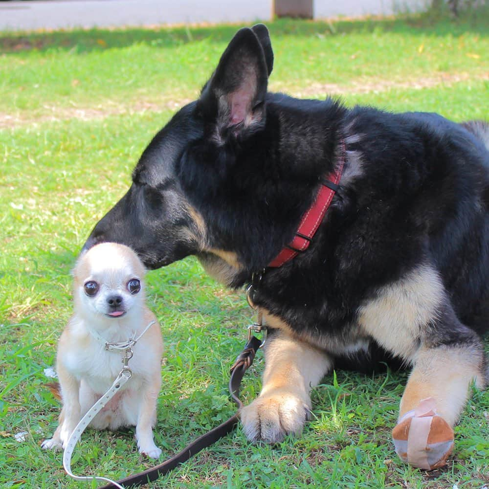 まち(Machi)のインスタグラム：「. お久しぶりのトリガーさんと😎 . #chihuahua #chihuahuas #dog #instadog  #weeklyfluff #doglover #chihuahualove #ふわもこ部 #choco #azuki #omochi #チワワ #ちわわ #犬 #スムチー #ロンチー #ちわすたぐらむ #いぬすたぐらむ #ちわわ部」