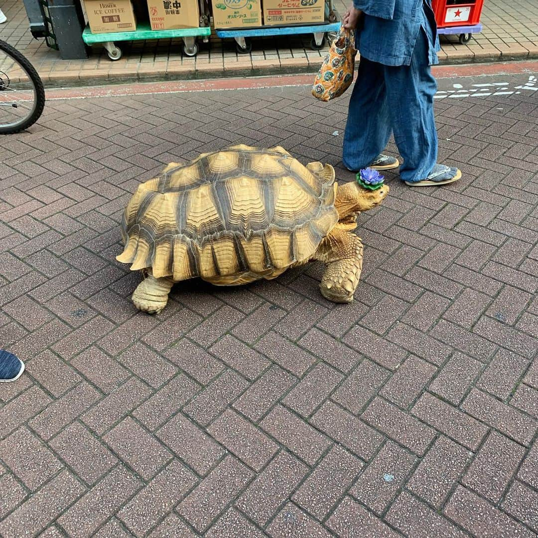 中川パラダイス さんのインスタグラム写真 - (中川パラダイス Instagram)「月島のもんじゃ通り商店街でよく見かける光景  おじいさんと亀の歩くスピードほぼ一緒  頭のお花がかわいい」9月16日 12時39分 - nakaparadise