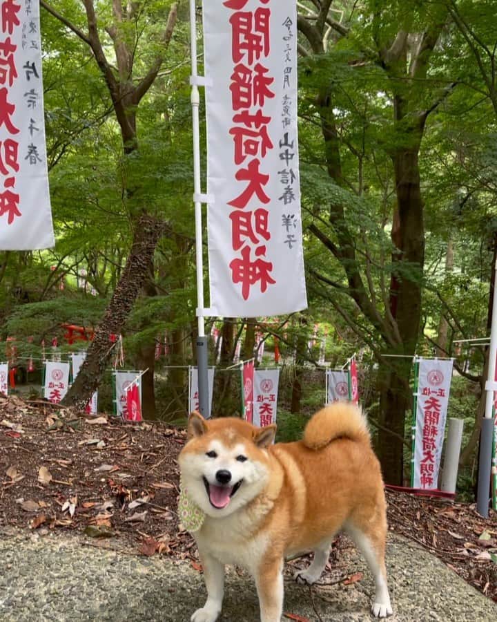 柴犬 たろのインスタグラム：「⛩ お稲荷さんの旗？と一緒に 写真撮ろうとしただけなのに 置いてかれると思って  キャンキャン泣く🐖 タロちゃん … #置いてくなー  #大きくてたくましい淋しがり #shibainui #柴犬」