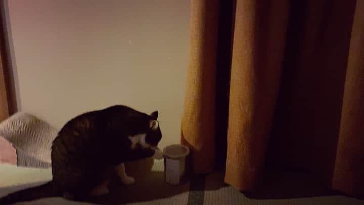 野本かりあのインスタグラム：「自分でやったんだろうに。 #lukarly #catsofinstagram #にゃんすたぐらむ」