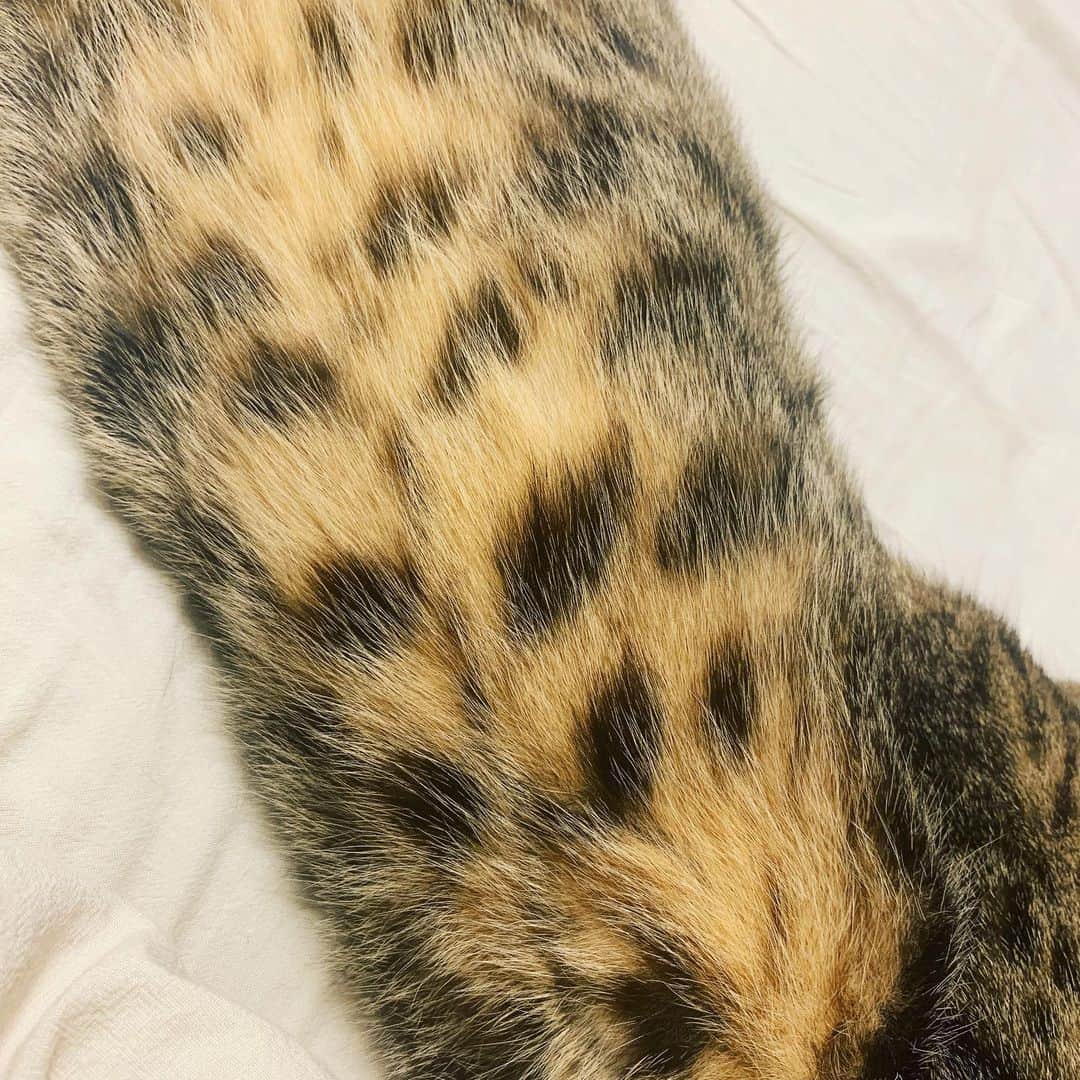 村田洋二郎のインスタグラム：「前世はヒョウ。  間違いない。  いや  今もヒョウなのかもしれない。  #練馬キジトラ会」