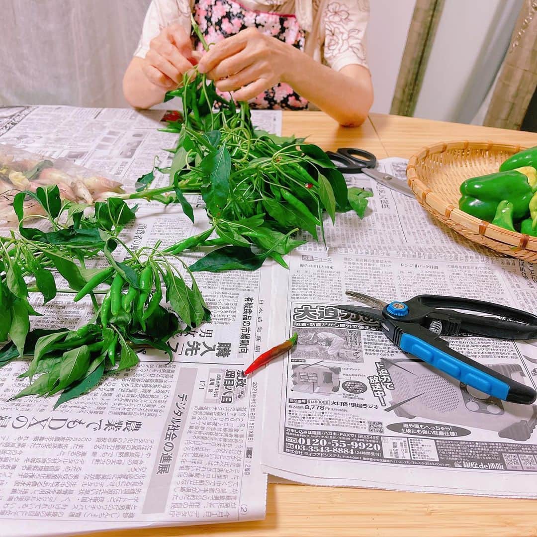 のインスタグラム：「早速、いただいた　 獅子唐をチョキチョキ✂️しながら、 農家👩‍🌾の娘である母が 昔、おばあちゃんの手伝いをしていた話を聞く。  田植えから草刈り、稲刈りは当たり前。 苦労が絶えない、 ようやく機械化されてきた頃の話で、 まだ、牛も馬もいたそうな。  満足に美味しいご飯を食べられるありがたみと、美しい自然を守ってくれることに感謝。  #思い出 #丁寧な暮らし  ちなみに、唐辛子🌶は、オイル漬けにしようかと思っています。」