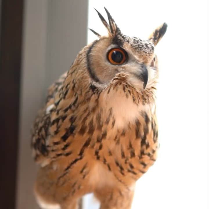 GEN3 Owlのインスタグラム：「先生に名前を呼ばれた子は、大きな声で返事をしてください。えー、ガルーくん！  If you are called by me, please reply in a loud voice.  Eh ... Garu!  #owl #owlgaru #フクロウ」