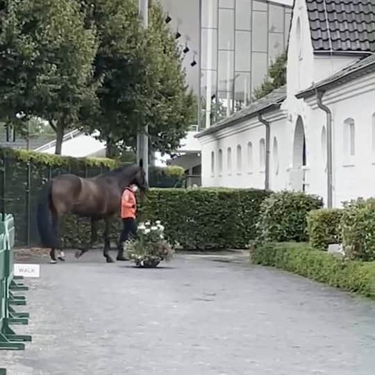 林伸伍のインスタグラム：「Vet check終了 スコラリは元気でとてもフレッシュな状態です👍️ 明日からいよいよ競技が始まります！ 日本チームの応援よろしくお願いします🇯🇵」