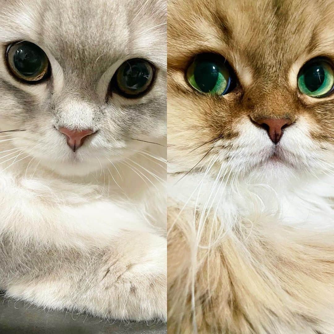 にこさんのインスタグラム写真 - (にこInstagram)「Niko & Leo😾🐭  It's been 6 months since they met!  Are the two becoming good friends now?  Take a look at our new upload  on youTube:)  ニコとレオ　　  出会って６ヶ月  今回のyouTubeは  " 多頭飼いの難しさ ６ヶ月経ったいまの二匹 "   プロフィールからとべます  #猫 #ねこ #多頭飼い #先住猫 #ペルシャ #新入り猫 #ミヌエット #ねこのいる生活  #cat #persian #nikothepersian #minuet #leotheminuet #family #progress」9月17日 19時17分 - nikon.neko.official