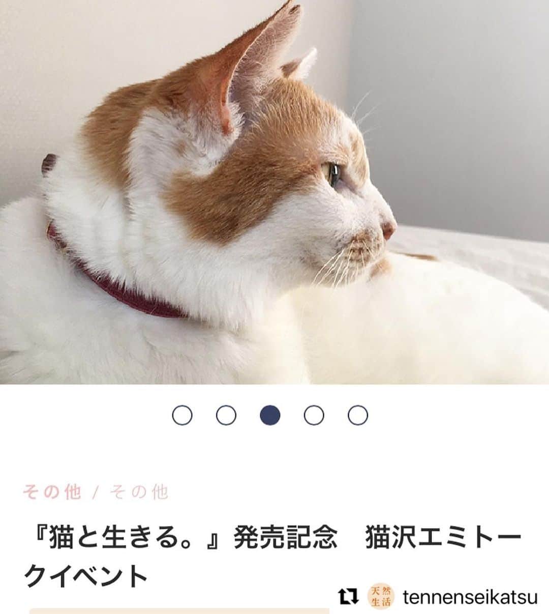 猫沢エミさんのインスタグラム写真 - (猫沢エミInstagram)「ハイ‼️キタコレ❣️予約開始〜  みなさん、下記をよくお読みになって、奮ってお申し込みくださいね。  #Repost @tennenseikatsu with @make_repost ・・・ ◉『猫と生きる。』オンライントークイベントのお知らせ  9月24日発売『猫と生きる。』の発売を記念して、著者・猫沢エミさんのトークイベントを開催いたします。  ○日時　10/10（日）19時から （ @necozawaemi ）  ※当日ご参加できない場合も、録画したアーカイブ動画をご覧いただけます。  ※講座の受講チケットほか、サイン本が付いたお得な限定チケットもございます （サイン本は先着順100冊限定です）  オンライン講座の詳細は、 天然生活Web（@tennenseikatsu プロフィールのリンク）のトップページにある「猫沢エミさんトークイベント」からお申し込みください。  猫沢エミさんへの質問も受け付けますのでぜひ！  みなさまと、お会いできることを心から楽しみにしております。  ※このイベントの運営経費を除いた売り上げは、動物愛護団体に寄付いたします。  #猫と生きる #猫沢エミ #天然生活 #天然生活オンライン講座」9月17日 12時02分 - necozawaemi